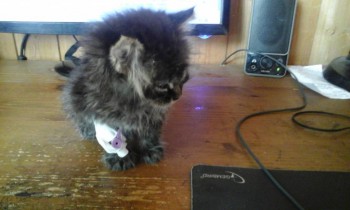 У меня теперь три-кота-ж  - 20180808_171710.jpg