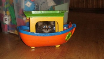 У меня теперь три-кота-ж  - R4CekxRw4oc.jpg