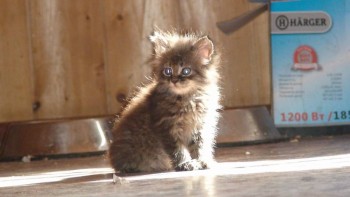 У меня теперь три-кота-ж  - yv1R7q2qiQk.jpg