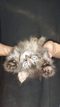 У меня теперь три-кота-ж  - DSC04839.JPG