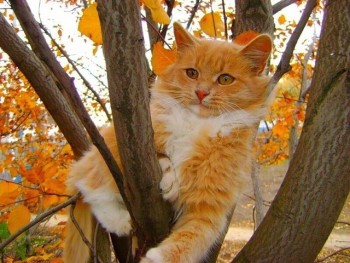 Они прекрасны и удивительны Из жизни животных. - image.jpg