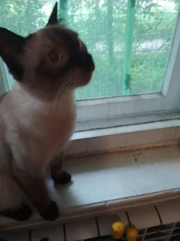 Удалось поймать