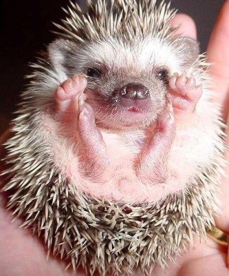 АВАТАРКИ банк аватарок и картинок для них  - ежик.JPG