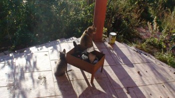 У меня теперь три-кота-ж  - DSC04885.JPG