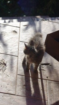 У меня теперь три-кота-ж  - DSC04886.JPG