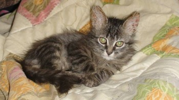 У меня теперь три-кота-ж  - DSC04887.JPG