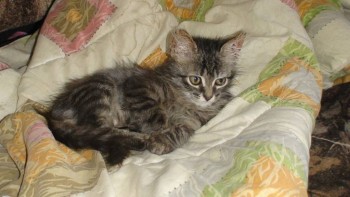 У меня теперь три-кота-ж  - DSC04888.JPG