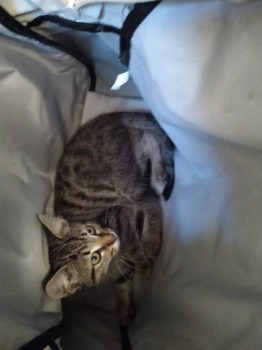 Принесли из клиники