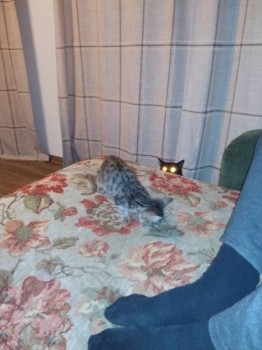 Любимая кошатинка  - IMG_20181007_191724.jpg