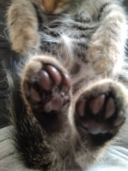 Любимая кошатинка  - IMG_20181008_144213.jpg