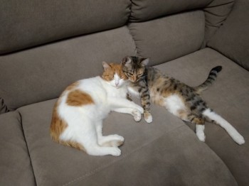 Любимая кошатинка  - IMG_20181009_183815.jpg