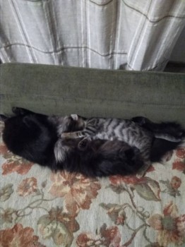 Любимая кошатинка  - IMG_20181013_202601.jpg