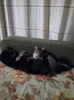 Любимая кошатинка  - IMG_20181013_202457.jpg