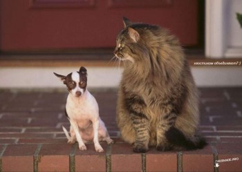 Страшнее кошки зверя нет  - 1239917362_rrsrrryorsss.jpg