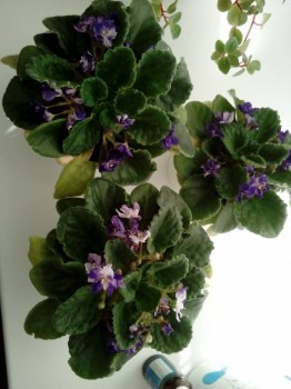 Наши цветы 2 - IMG_20181017_092408.jpg