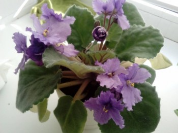 Наши цветы 2 - IMG_20181021_140127.jpg