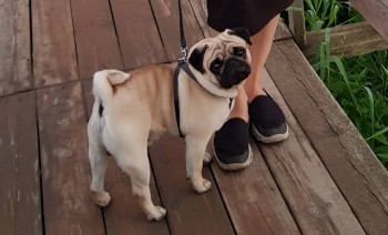 Придется завести собаку... - 20170727_205151.jpg