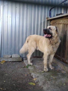 Придется завести собаку... - IMG_20181014_114750.jpg