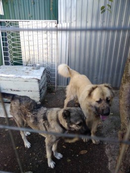 Придется завести собаку... - IMG_20181014_114353.jpg