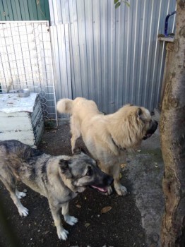 Придется завести собаку... - IMG_20181014_114400.jpg