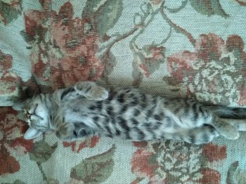 Любимая кошатинка  - IMG_20181025_153031.jpg