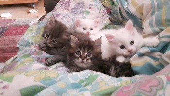 Здесь она в центре. Моя особая фаворитка.