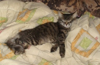 У меня теперь три-кота-ж  - DSC04933.JPG