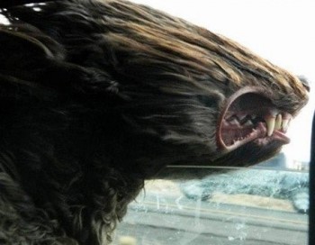 Фотозагадки - HW1t810mjmQ.jpg