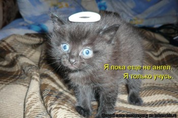 Любимая кошатинка  - 643502.jpg