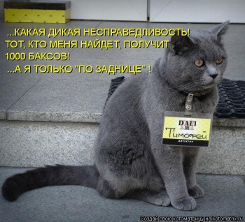 Любимая кошатинка  - 466134.jpg