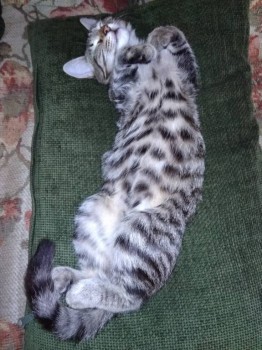 Любимая кошатинка  - IMG_20181110_191122.jpg