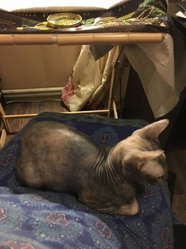 Любимая кошатинка  - 3DA5EB2C-30D0-44B4-803A-179277DB632B.jpeg