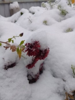 А что у нас с погодой? -6 - 20181113_081519.jpg