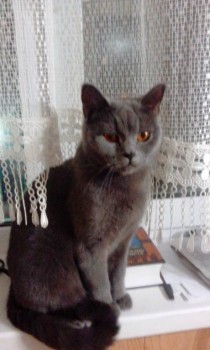 Любимая кошатинка  - IMG_20181118_072058.jpg