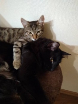 Любимая кошатинка  - IMG_20181127_234627.jpg