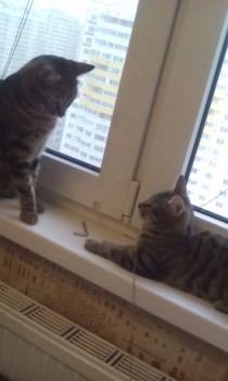 Любимая кошатинка  - SAVE_20181204_102046.jpeg