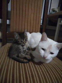 Любимая кошатинка  - IMG_20181126_203555.jpg