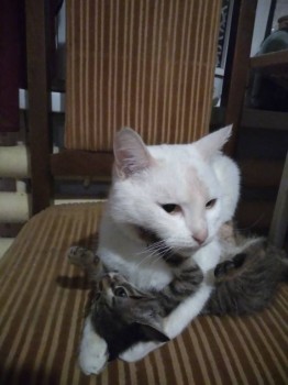 Любимая кошатинка  - IMG_20181126_203732.jpg