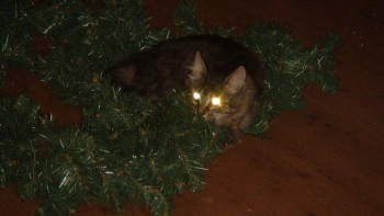 У меня теперь три-кота-ж  - гирлянда.jpg