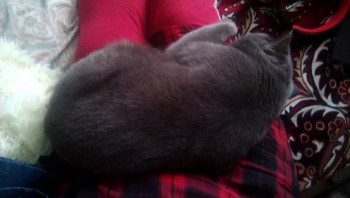 Любимая кошатинка  - IMG_20181207_111614.jpg