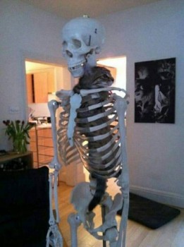 Любимая кошатинка  - 45167685_2113402992057318_1560277643436228608_n.jpg