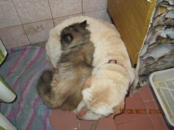 Любимая кошатинка  - IMG_4314.JPG