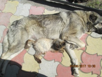 Любимая кошатинка  - IMG_4624.JPG