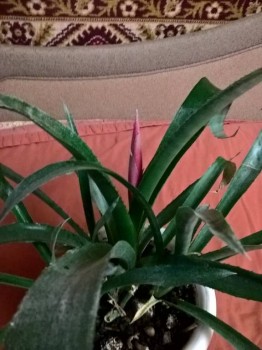 Наши цветы 2 - WP_20181220_21_38_59_Pro.jpg