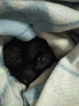 Любимая кошатинка  - IMG_20181231_212947.jpg