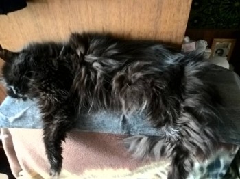 Любимая кошатинка  - WP_20190101_12_06_46_Pro.jpg