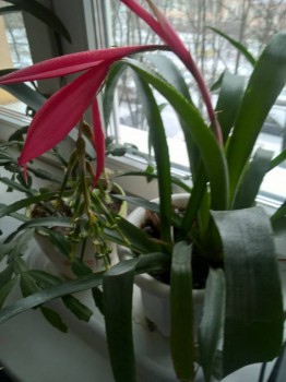 Любимая кошатинка  - WP_20190101_12_07_32_Pro.jpg