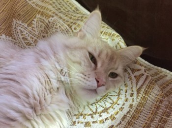 Василиса..Мей-Кун