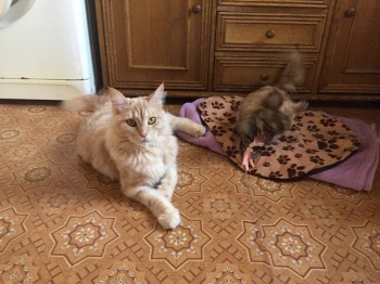 Любимая кошатинка  - IMG_0869.JPG