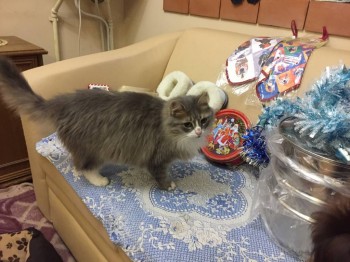 Любимая кошатинка  - IMG_0316.JPG